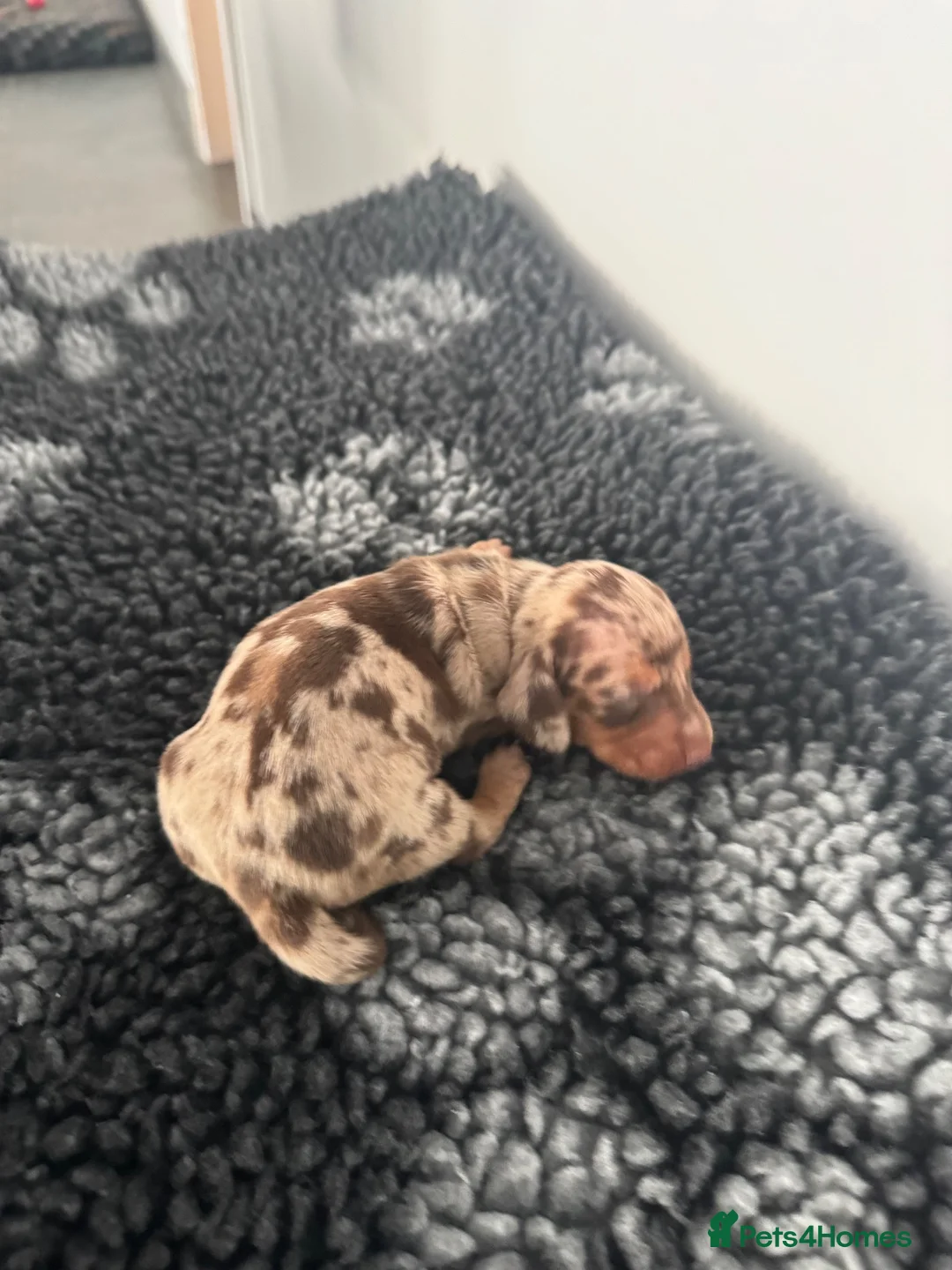 Miniature Dachshund dogs for sale: Beautiful miniature dachshund  - Advert 6