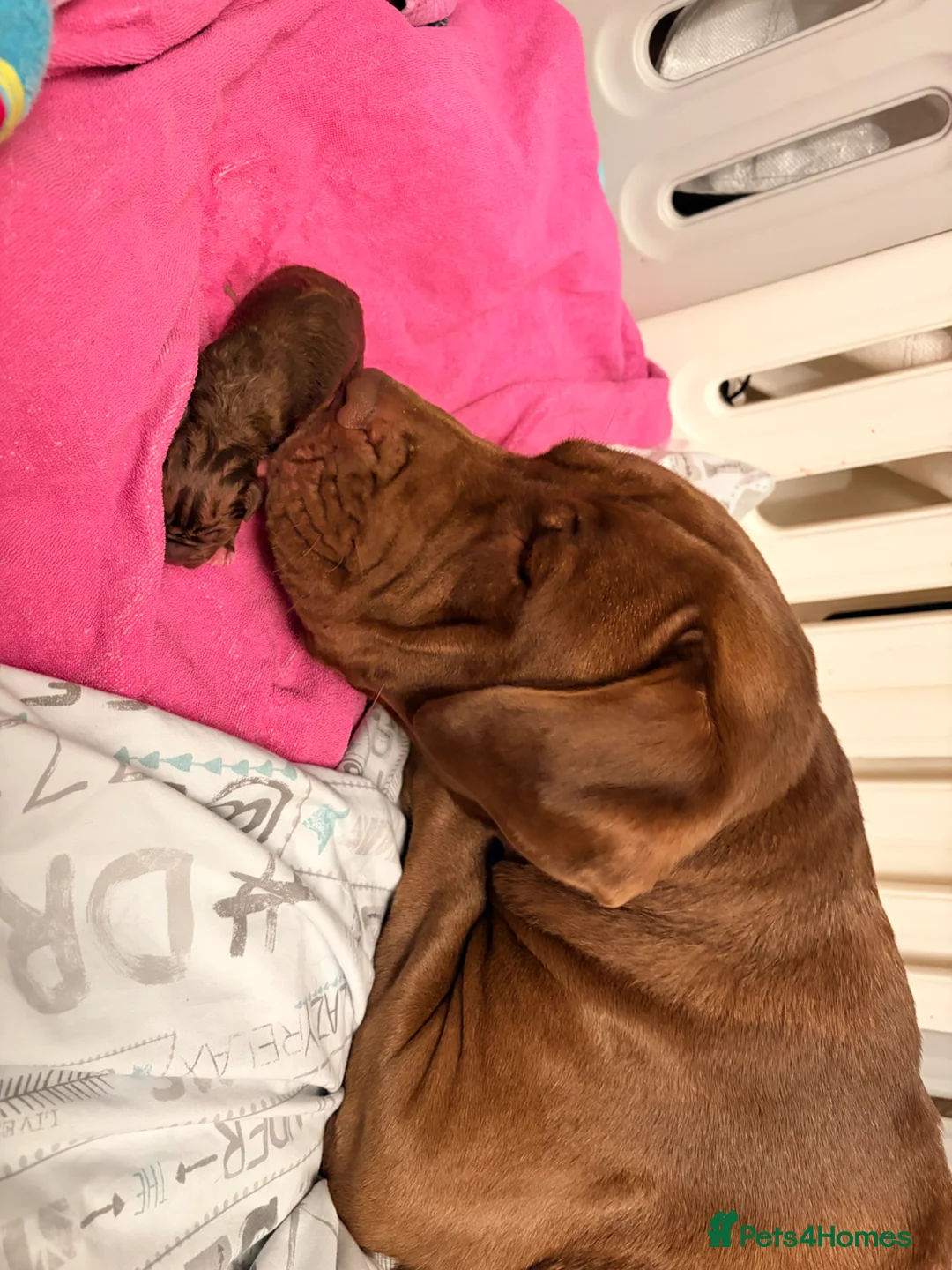 Mixed Breed dogs for sale: Presa cross dogue de Bordeaux  - Advert 4