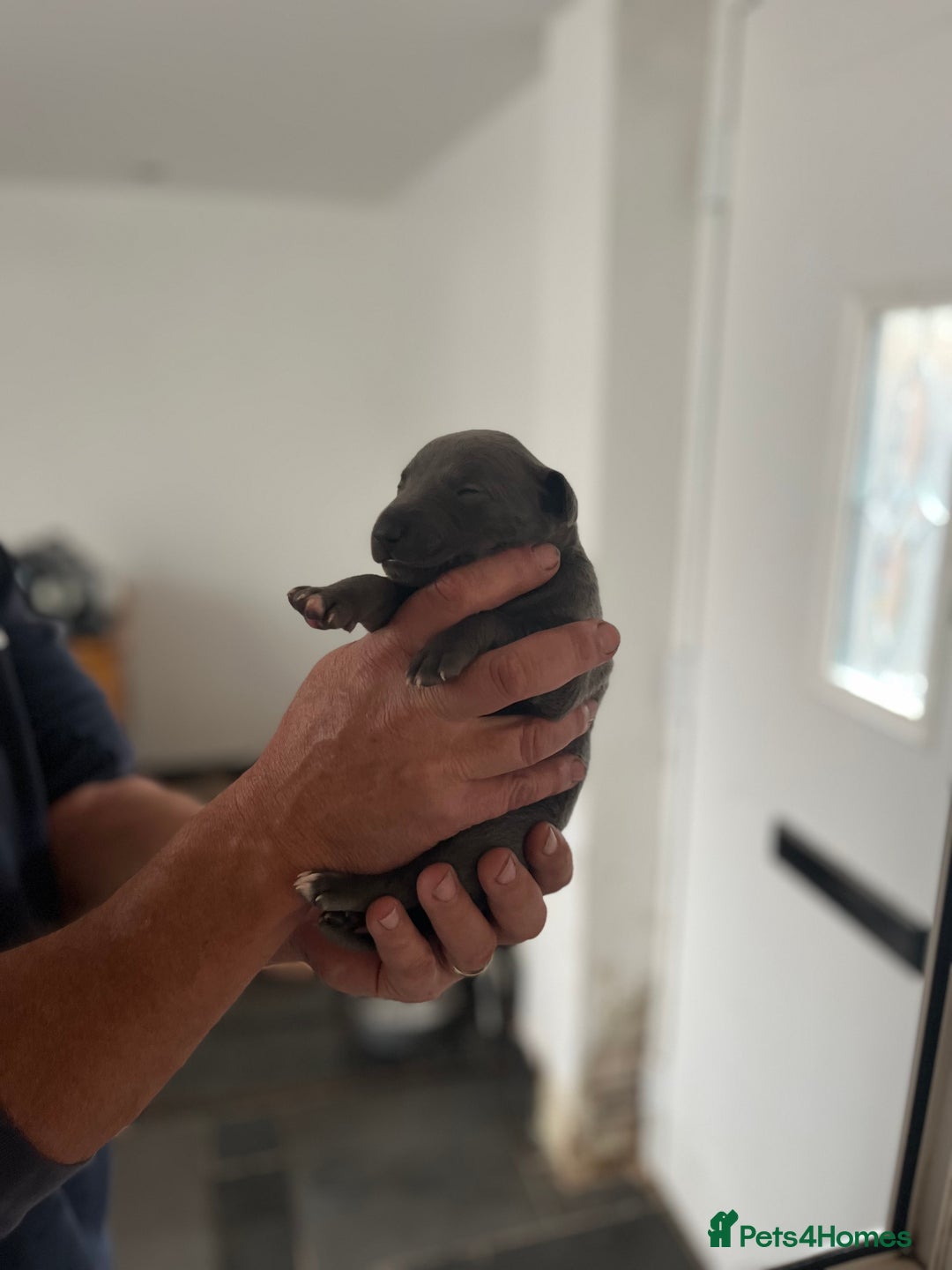 Whippet dogs for sale: KC registered Whippet pups - Image 12