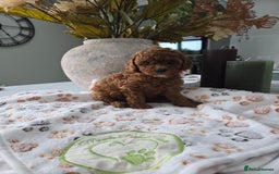 Toy Poodle dogs for sale: Kc reg deep red toy poodle council licensed  - Image 13