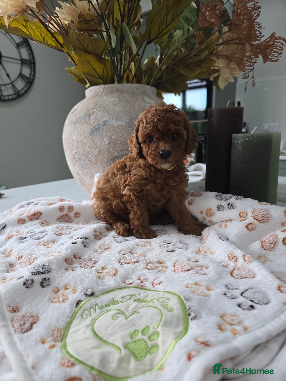 Toy Poodle dogs for sale: Kc reg deep red toy poodle council licensed  - Image 13