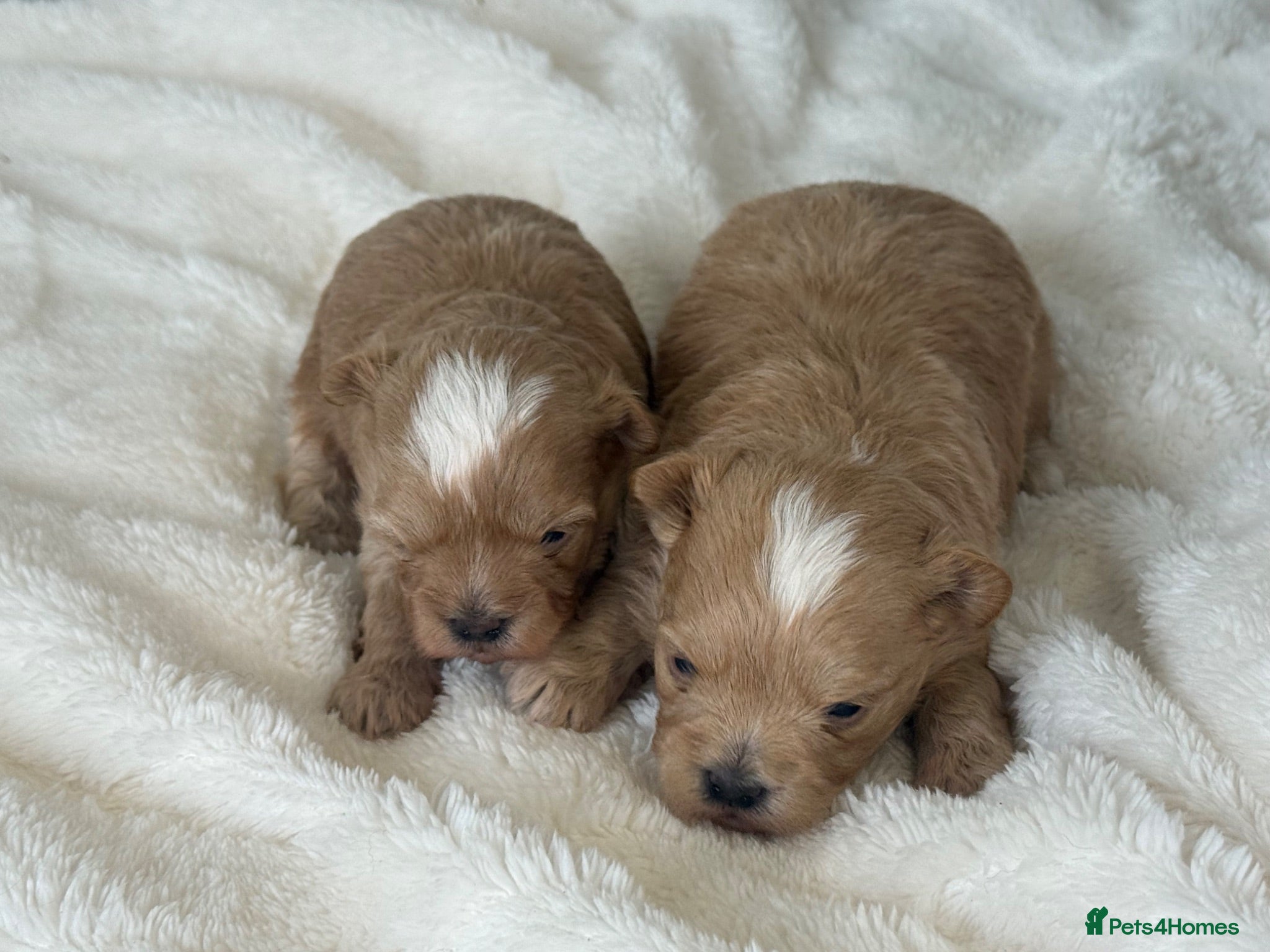 Maltipoo dogs Maltipoo Babies  - Advert 2