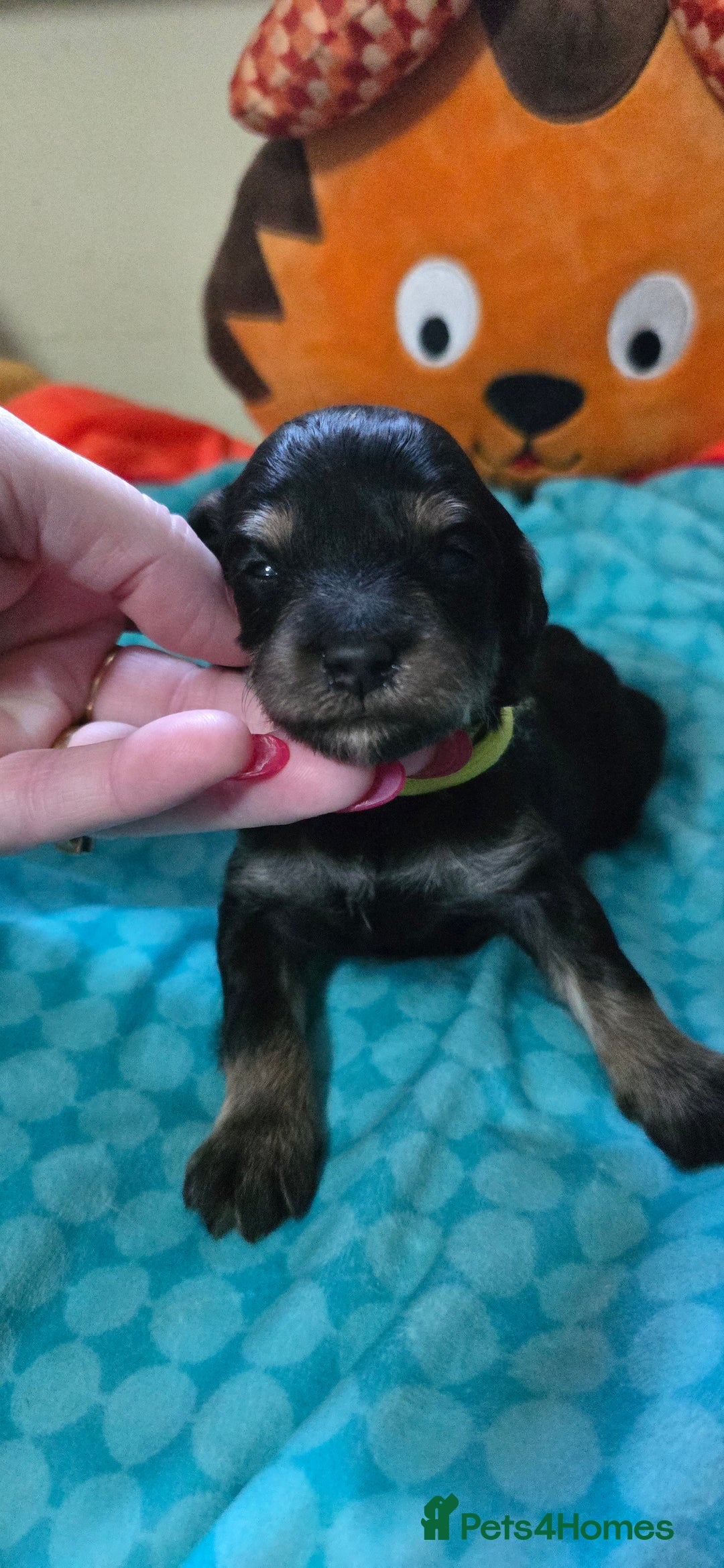 Mixed Breed dogs for sale: Beautiful Miniature Schnoodles  - Image 7