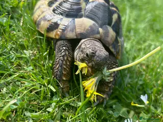 Hermann Tortoise reptiles 2 Herman tortoises 5896420108 - Advert 1