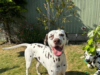 Dalmatian dogs in Ormskirk - Advert 5