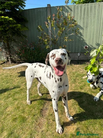 Dalmatian dogs Kc Reg Proven stud Dalmatian in Ormskirk - Advert 1