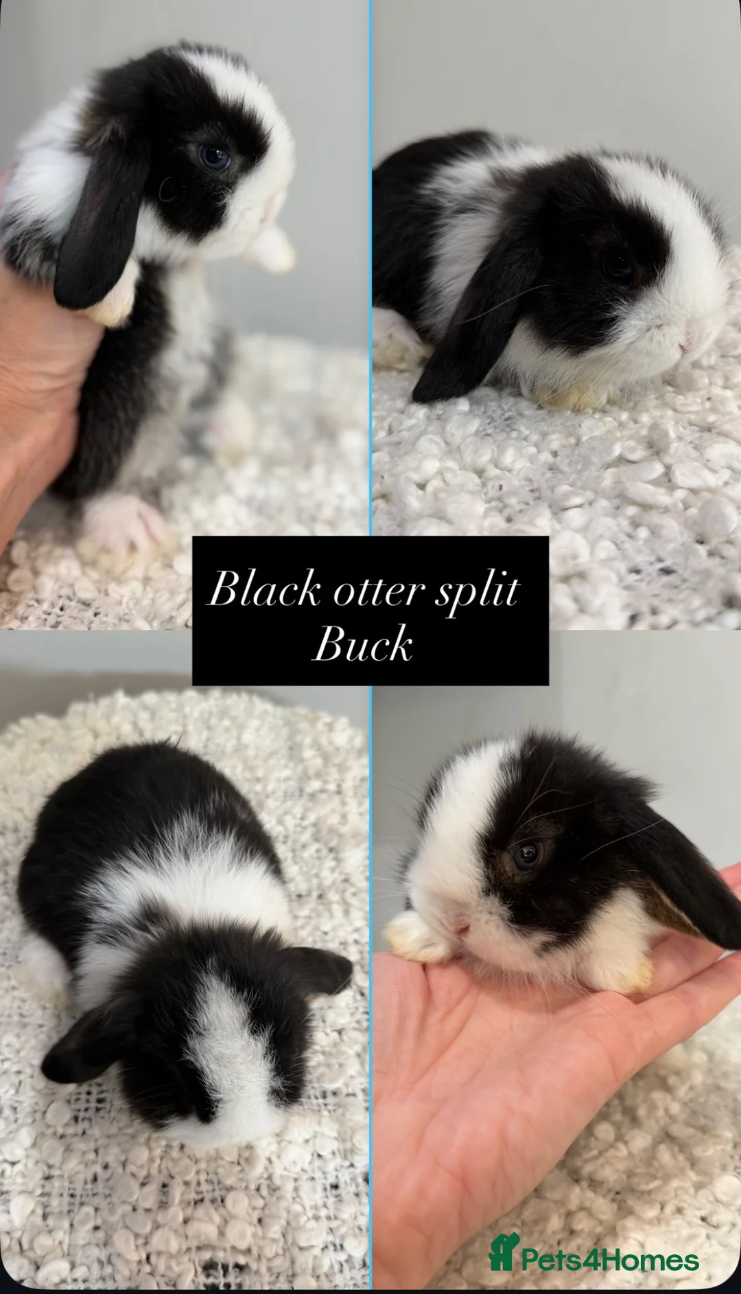 Mini Lop rabbits for sale: Beautiful mini lop babies available  - Advert 2
