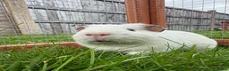Guinea Pig rodents for sale: Baby guinea pigs! - Advert 2