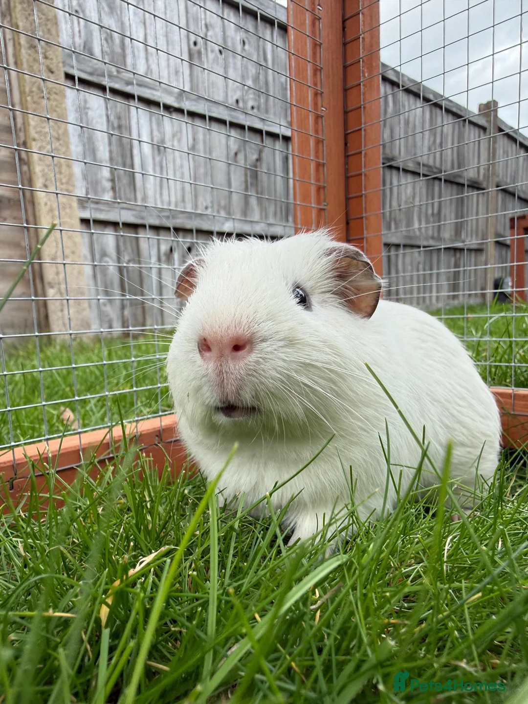 Guinea Pig rodents for sale: Baby guinea pigs! - Advert 2