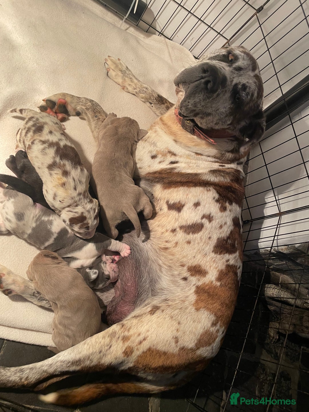 Mastiff dogs for sale: Mastiff pups  - Image 23