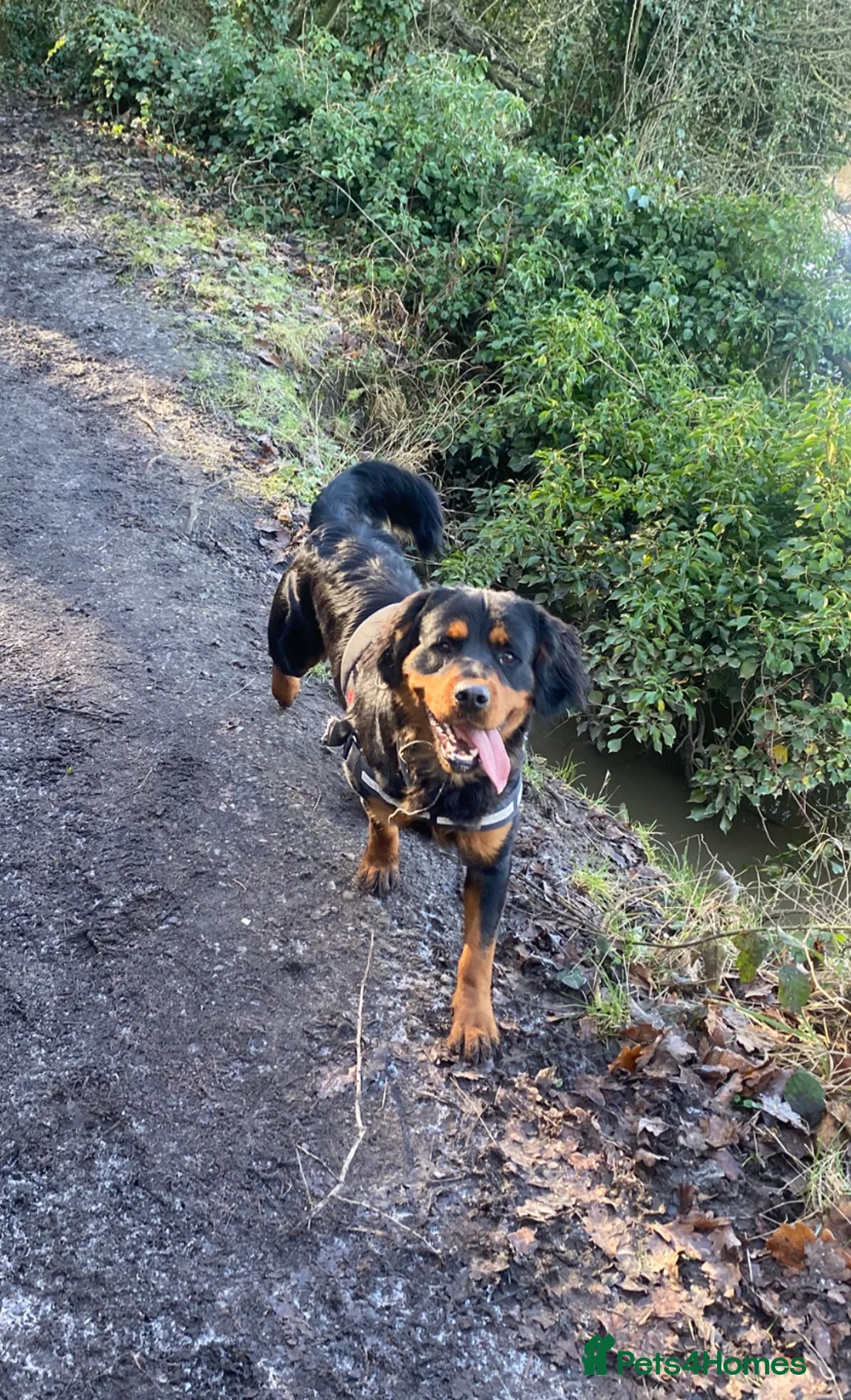 Rottweiler dogs for sale: Meet Bear - Advert 2
