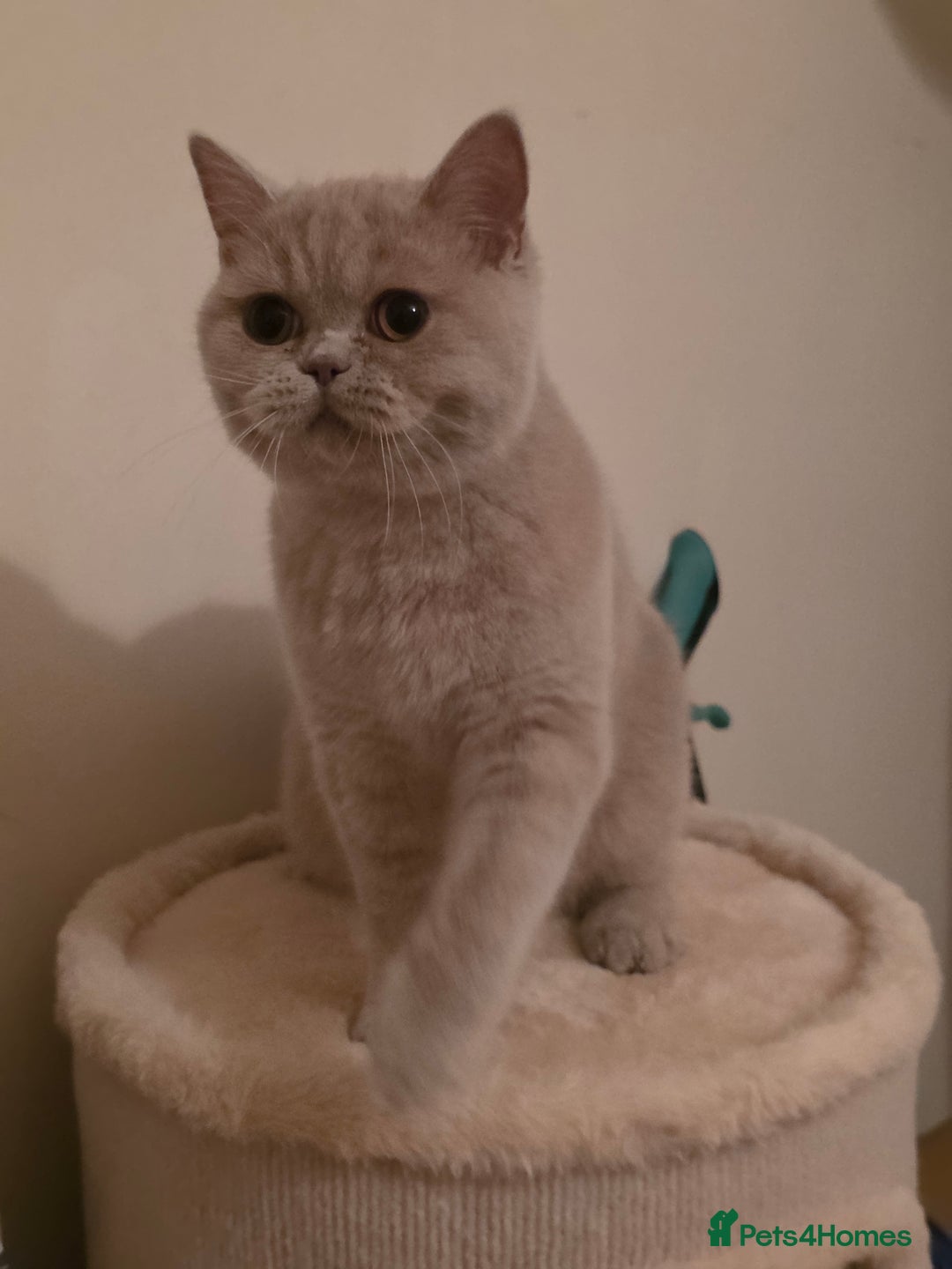 British Shorthair cats for sale: British Shorthair Pair for Sale – Pixey & Simba - Advert 11