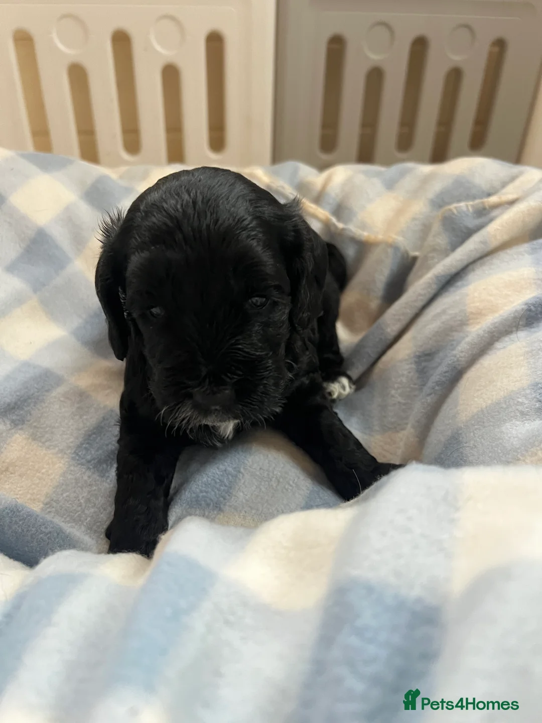 Cockapoo dogs for sale: Beautiful f1 Cockapoo puppies  - Advert 21