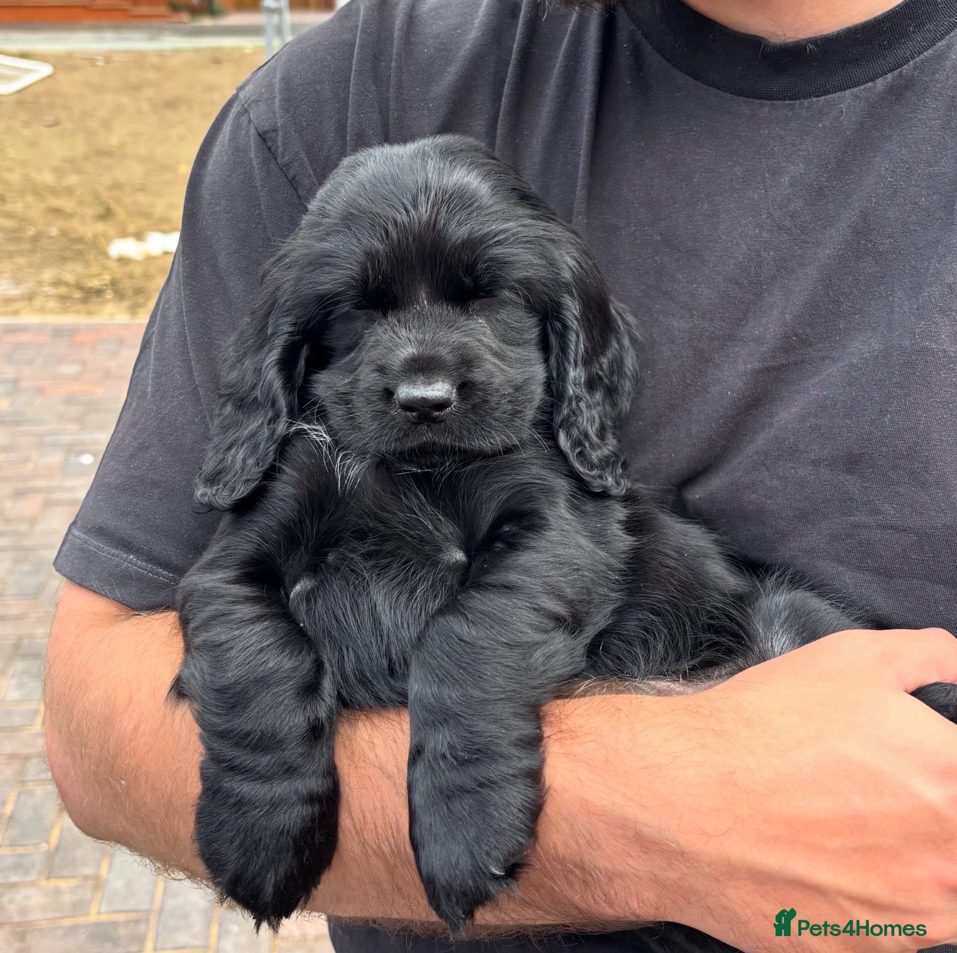 Cocker Spaniel dogs for sale: Cocker Spaniel - Male - Black - Advert 19