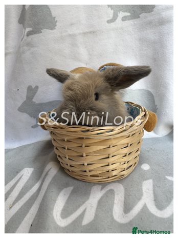 Mini Lop rabbits in Waterlooville - Advert 5