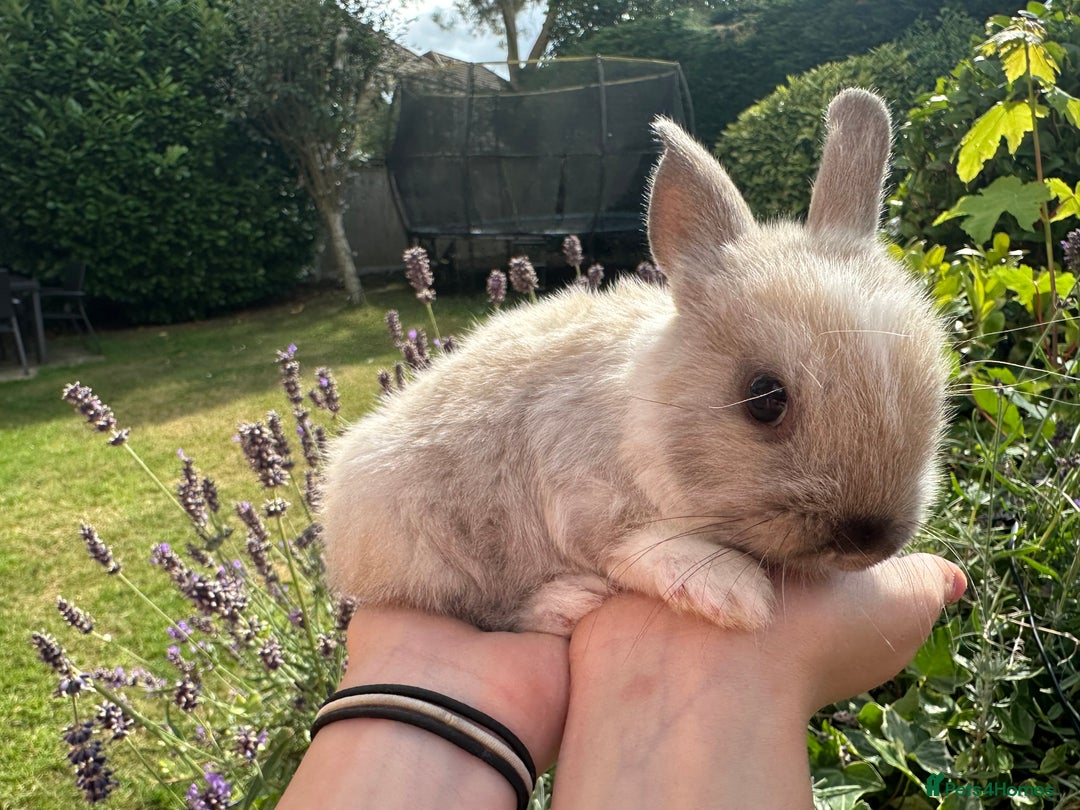 Netherland Dwarf rabbits for sale: SHOW QUALITY PURE BRED NETHERLAND DWARF - Image 6