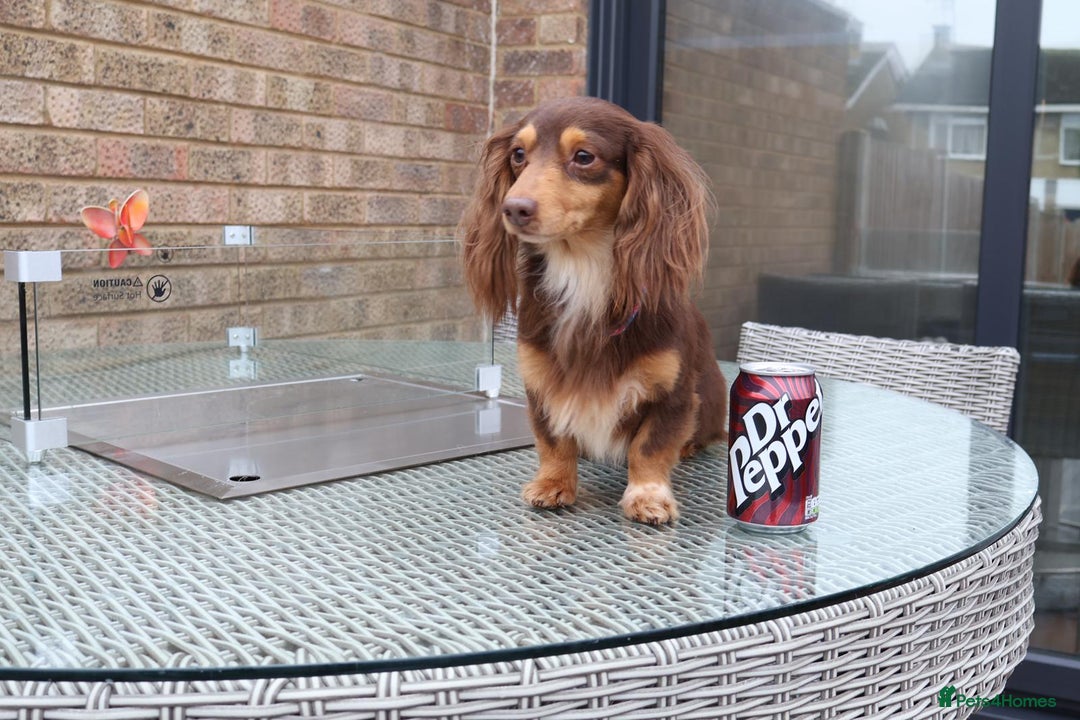 Miniature Dachshund dogs for stud: HASH BROWN ! Smallest long hair stud  - Advert 6