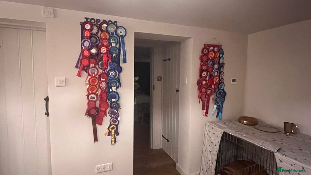 Rhodesian Ridgeback dogs for sale: Skyleridge Ridgebacks  - Advert 16