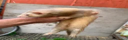 Ferret rodents for sale: Micro Ferrets  - Advert 5