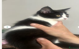 Mixed Breed cats for sale: 3 gorgeous kittens ready now Scottish fold mix - Image 12