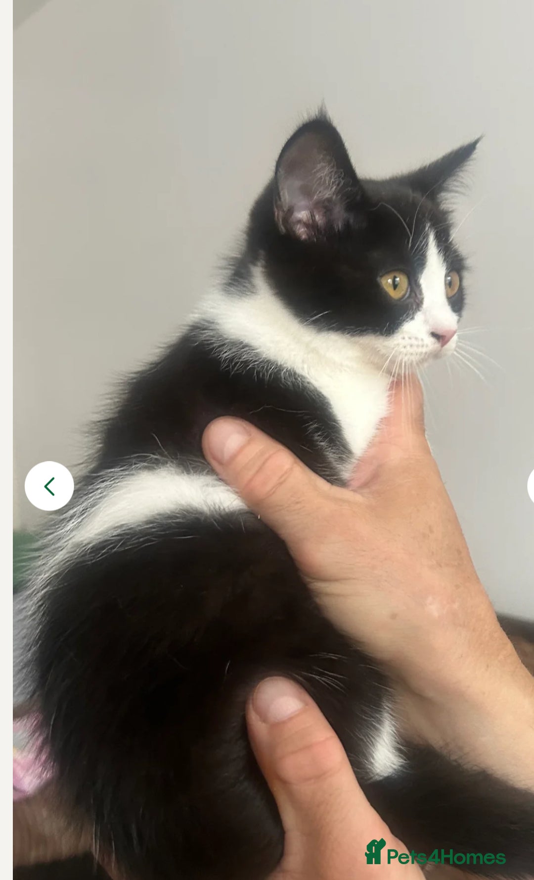 Mixed Breed cats for sale: 3 gorgeous kittens ready now Scottish fold mix - Image 12