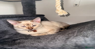 Bengal cats - Advert 5