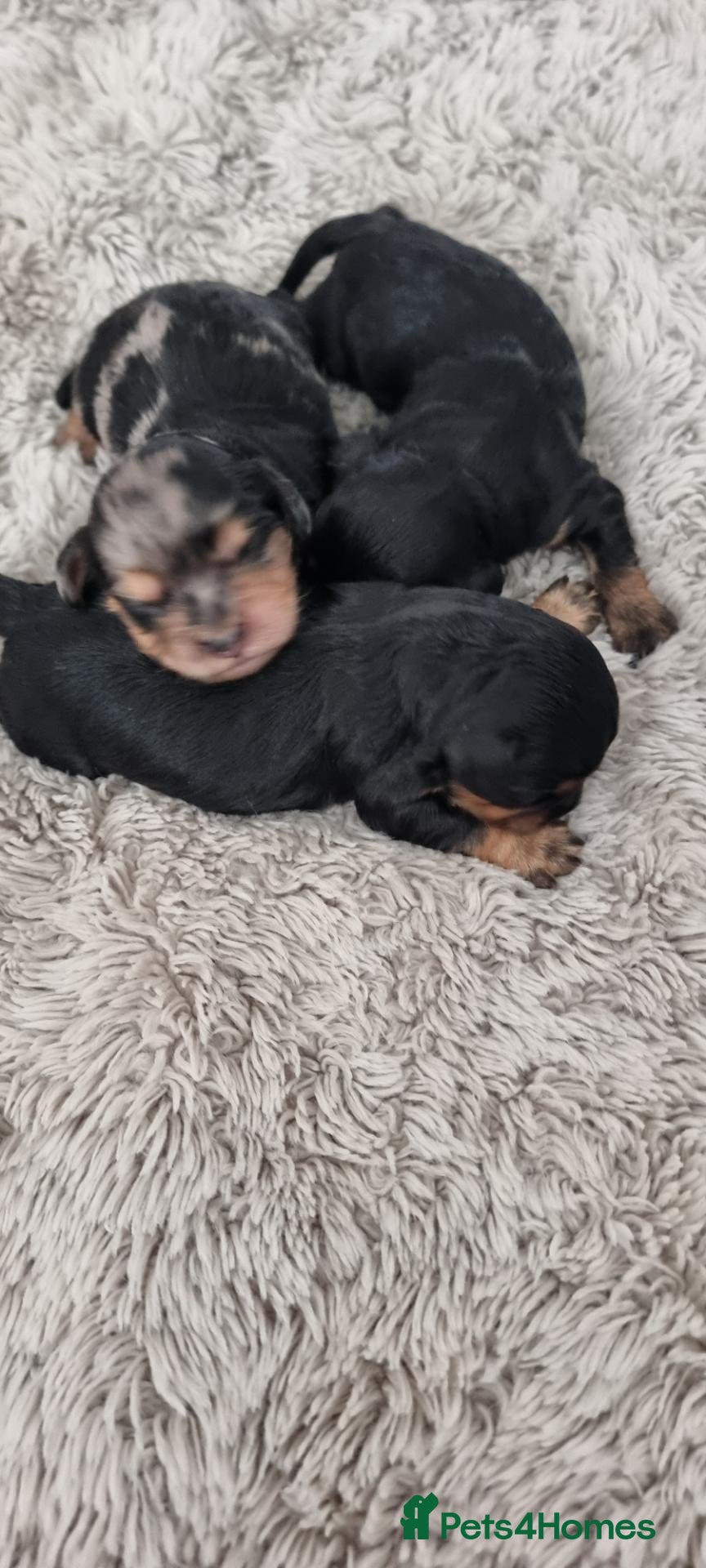 Cavapoo dogs F1 toy cavapoos  - Advert 2