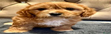 Maltipoo 1