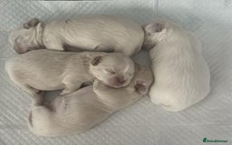 Shih Tzu dogs for sale: Lavender White Imperial Shih Tzu Puppies - Image 5