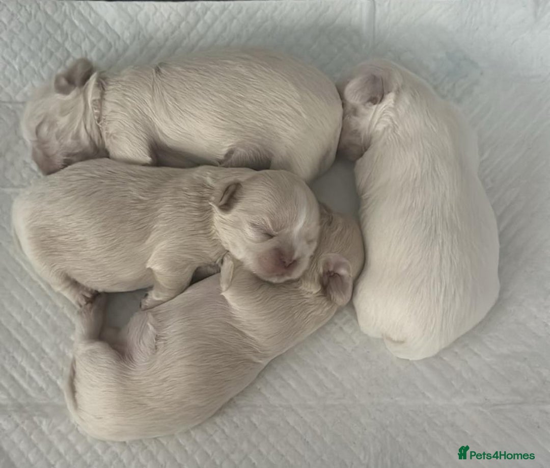 Shih Tzu dogs for sale: Lavender White Imperial Shih Tzu Puppies - Image 5