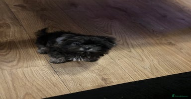 Shih Tzu dogs - Advert 7