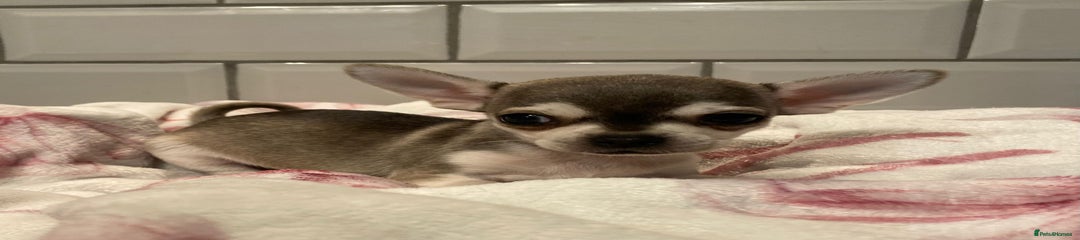 Chihuahua Puppy 2