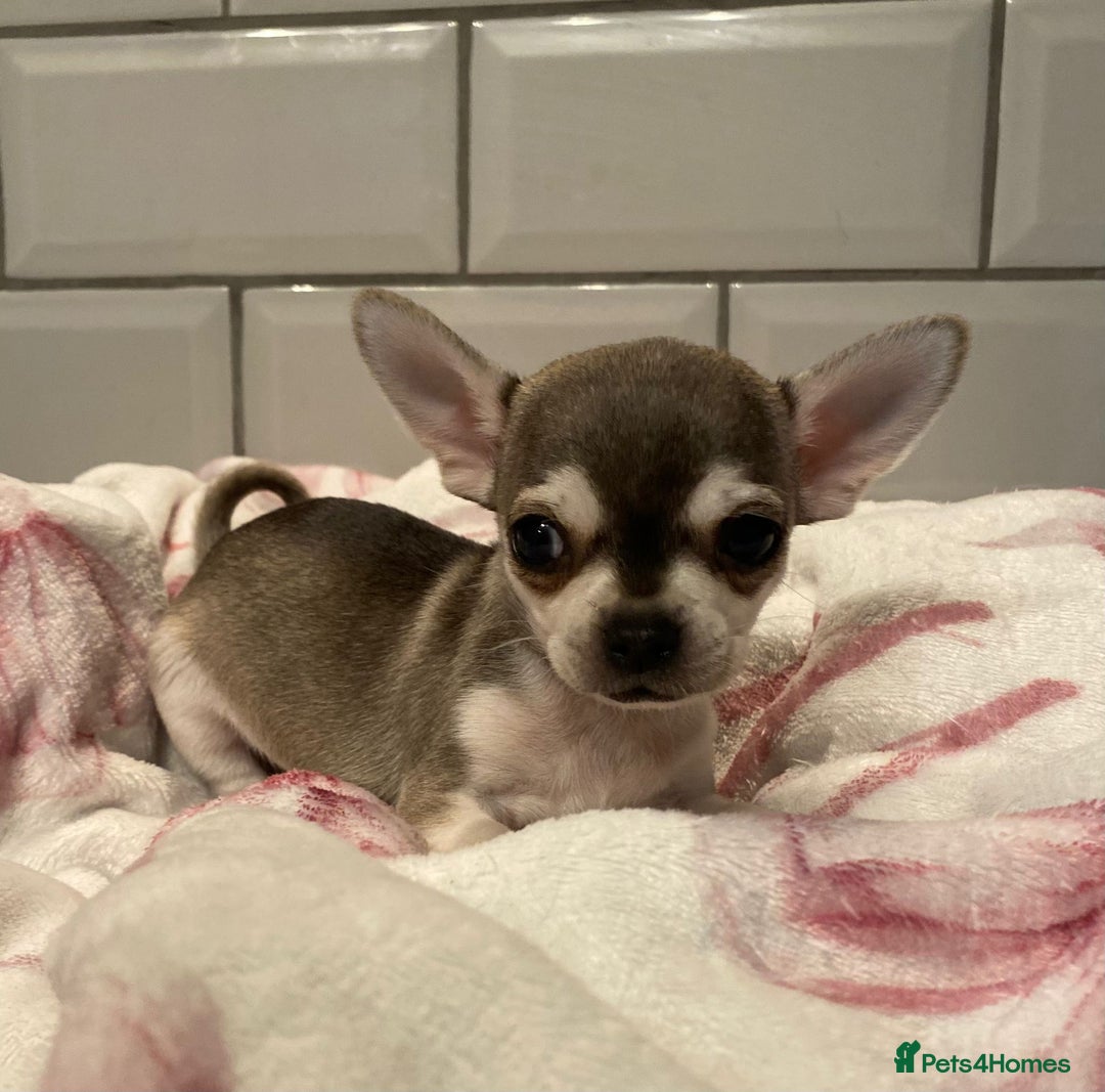 Chihuahua dogs for sale: Chihuahua puppies for sale  - Image 6