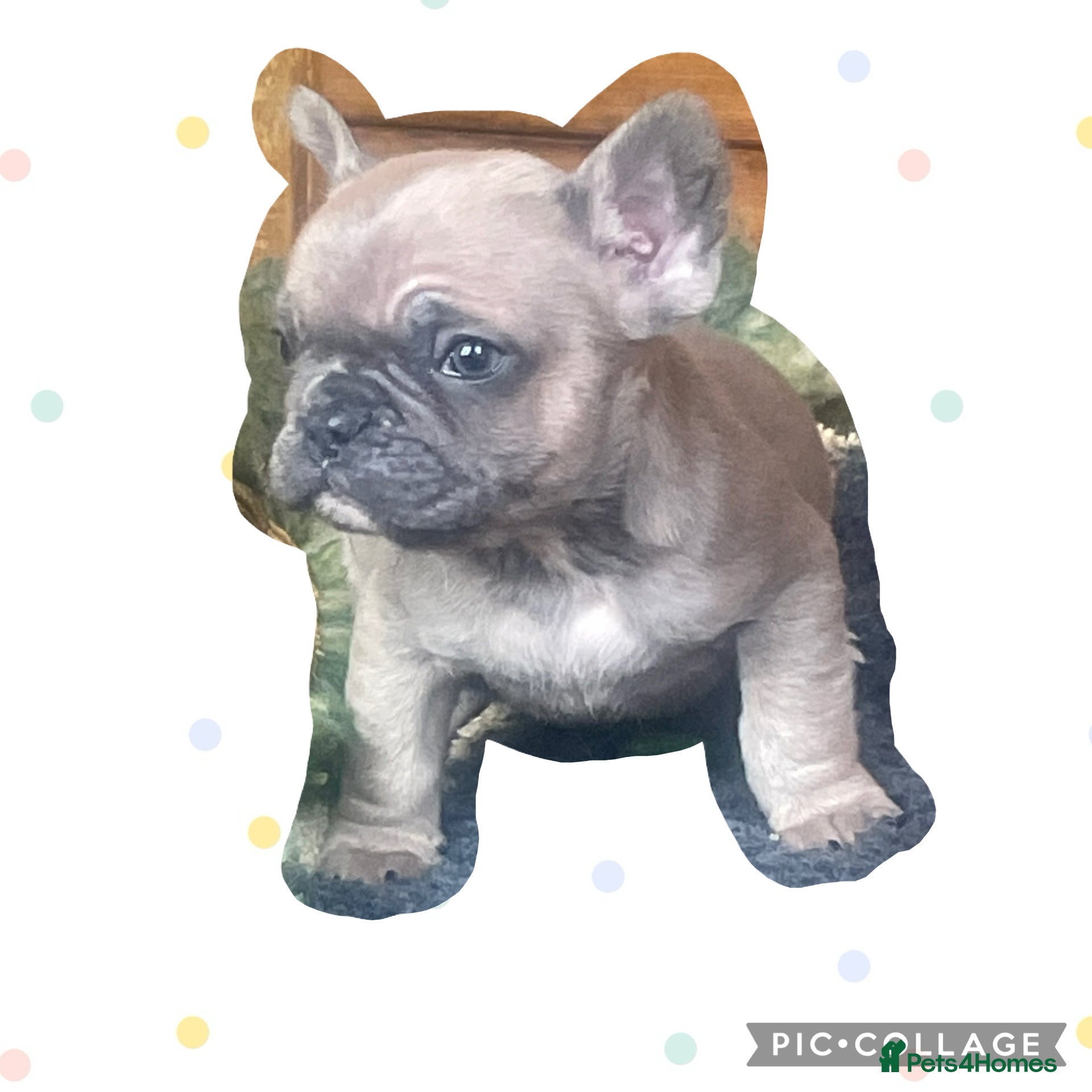 French Bulldog dogs Ready now!!! Reduce in price  - Advert 18