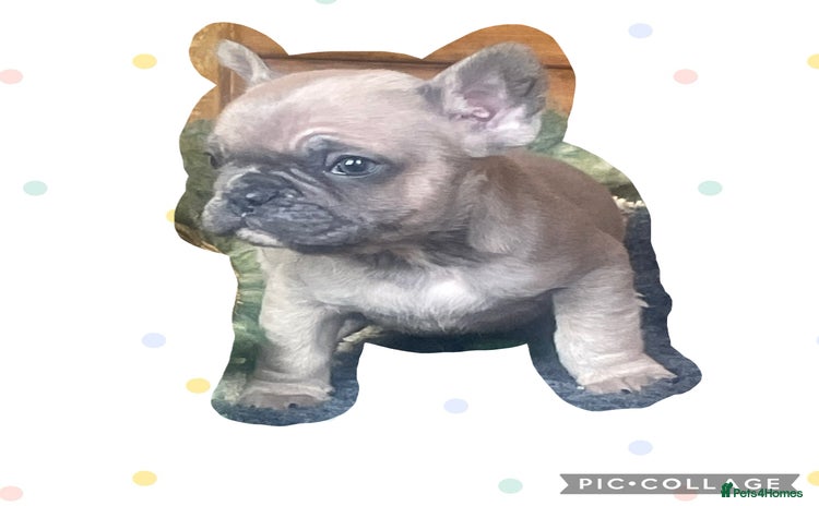 French Bulldog dogs - Advert 1