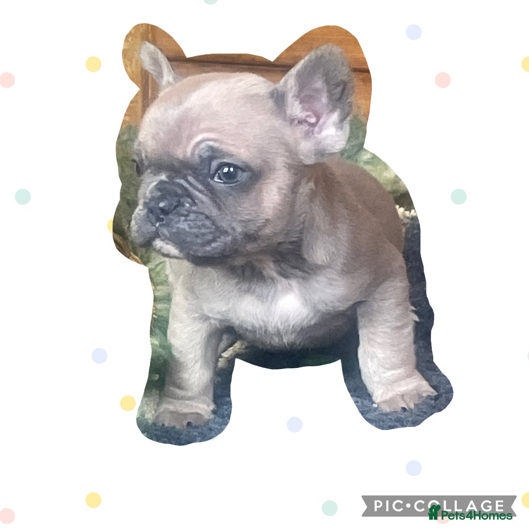French Bulldog dogs for sale: Ready now!!! Reduce in price  - Advert 1