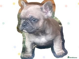 French Bulldog dogs Ready now!!! Reduce in price - Advert 19