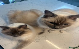 Ragdoll cats for sale: Beautiful Ragdoll brothers need a new home! - Image 4