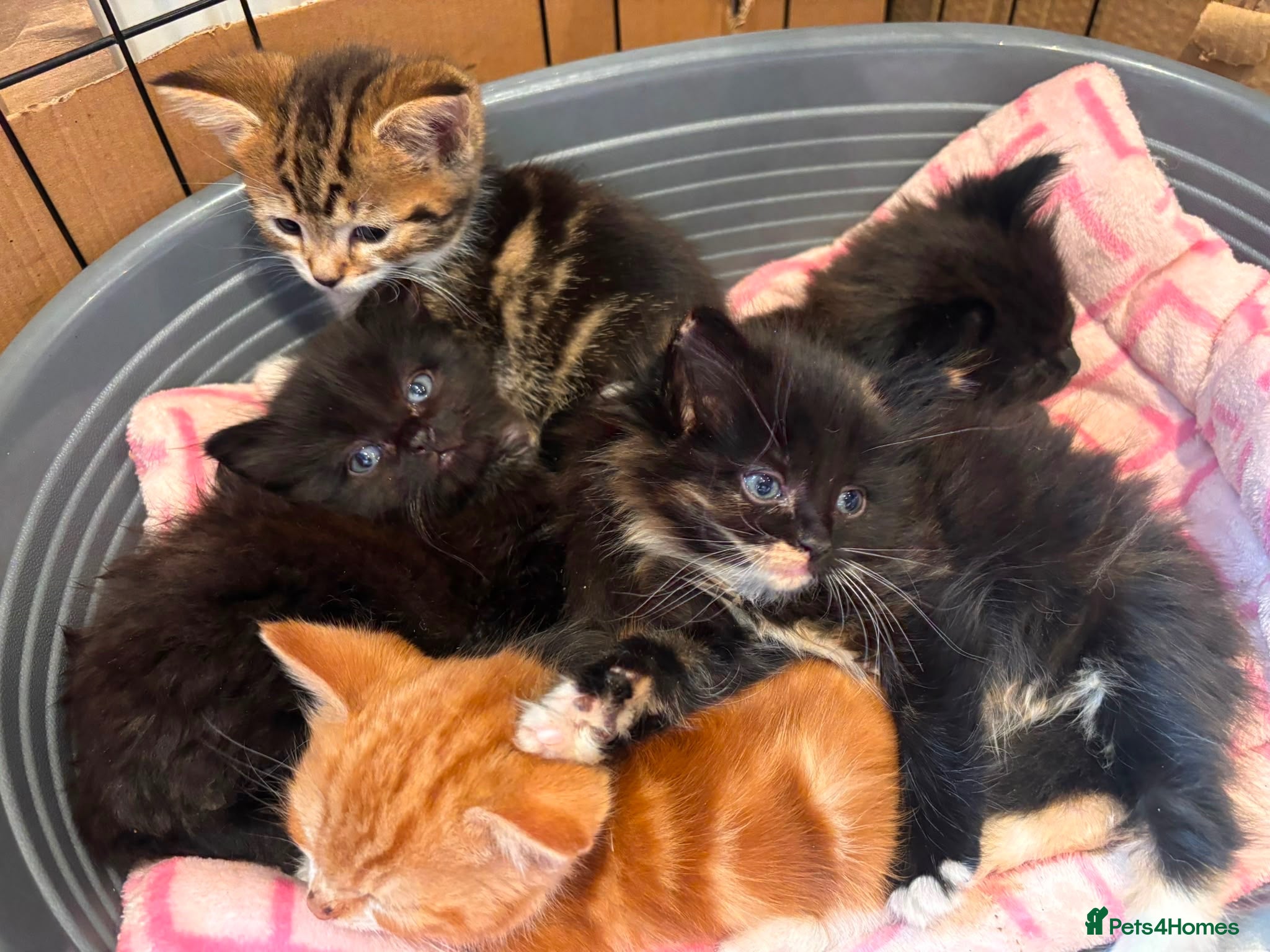 Mixed Breed cats Ragdoll cross domestic longhair kittens  - Advert 11