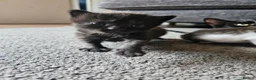 Mixed Breed cats for sale: 4 Gorgeous Kittens in Runcorn - Advert 21