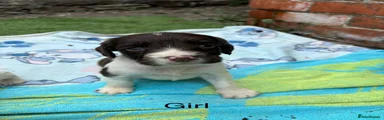 English Springer Spaniel 5