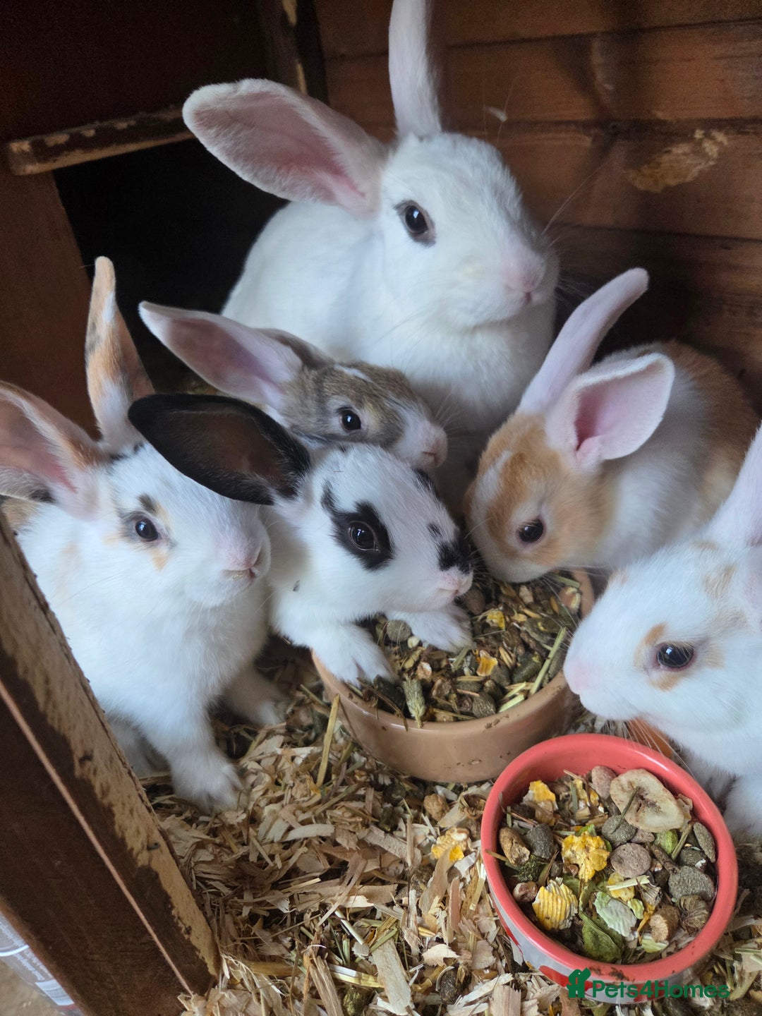 New Zealand rabbits for sale: New Zealand rabbit - Image 9