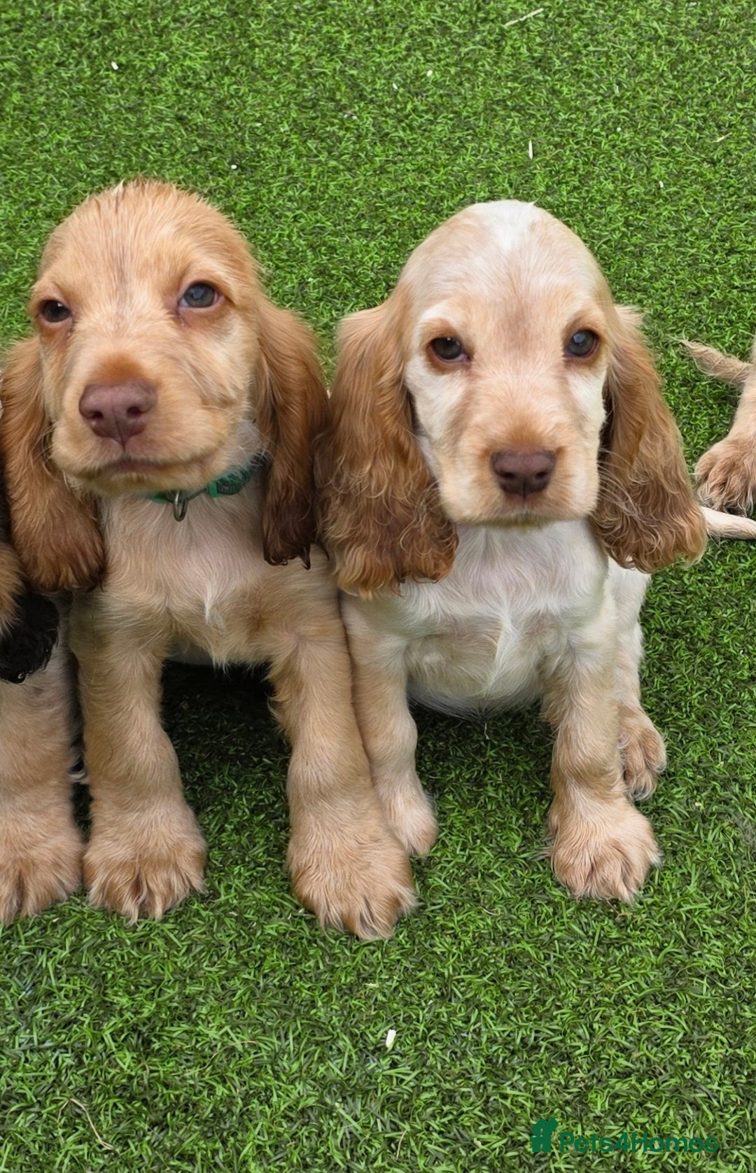 Cocker Spaniel dogs for sale: SHOW COCKERS READY NOW LAST LEMON BOY AND GIRL - Image 2