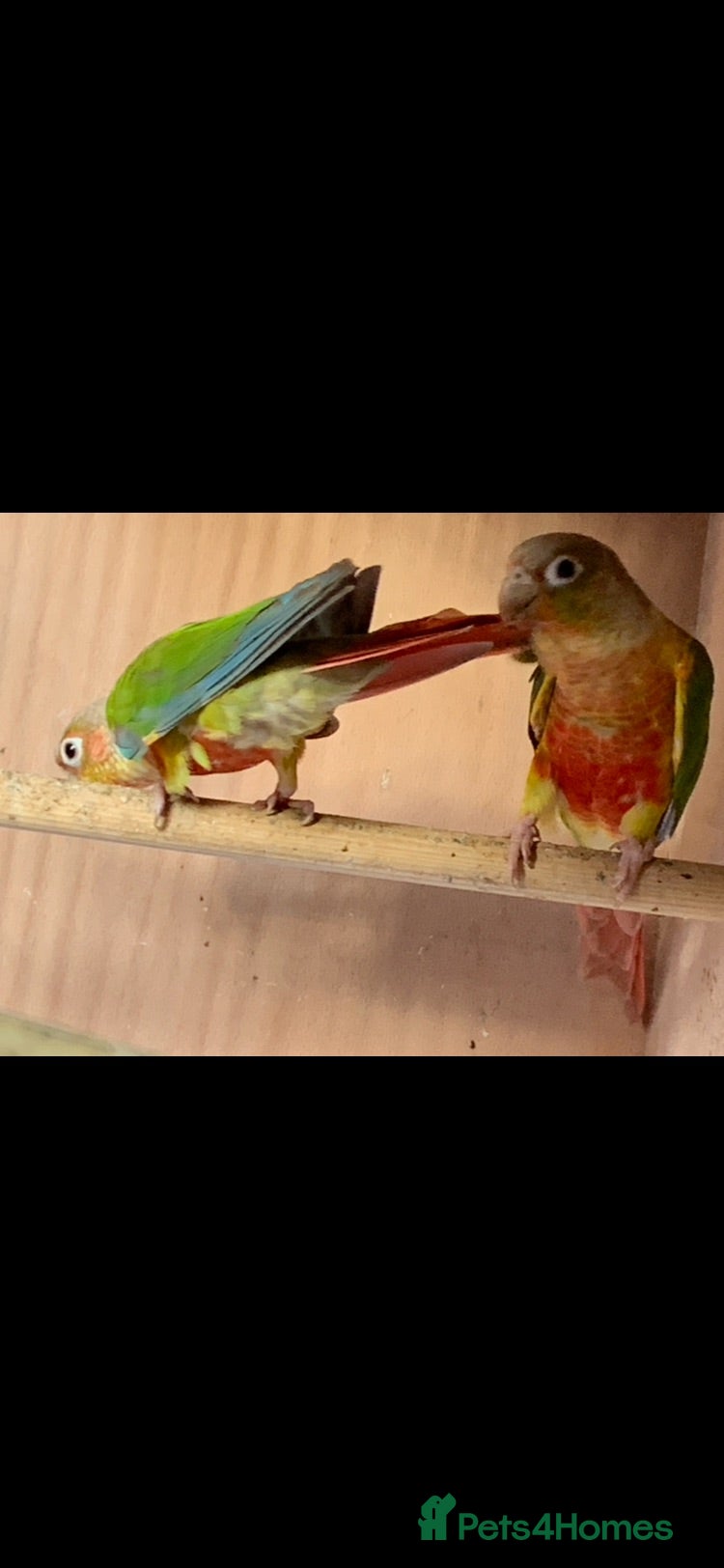 Conures birds Proven breeding pair pineapple conures  - Advert 5