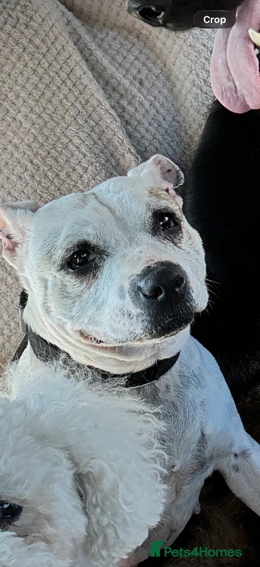 Staffordshire Bull Terrier dogs for sale: REHOME- staffy - Advert 2