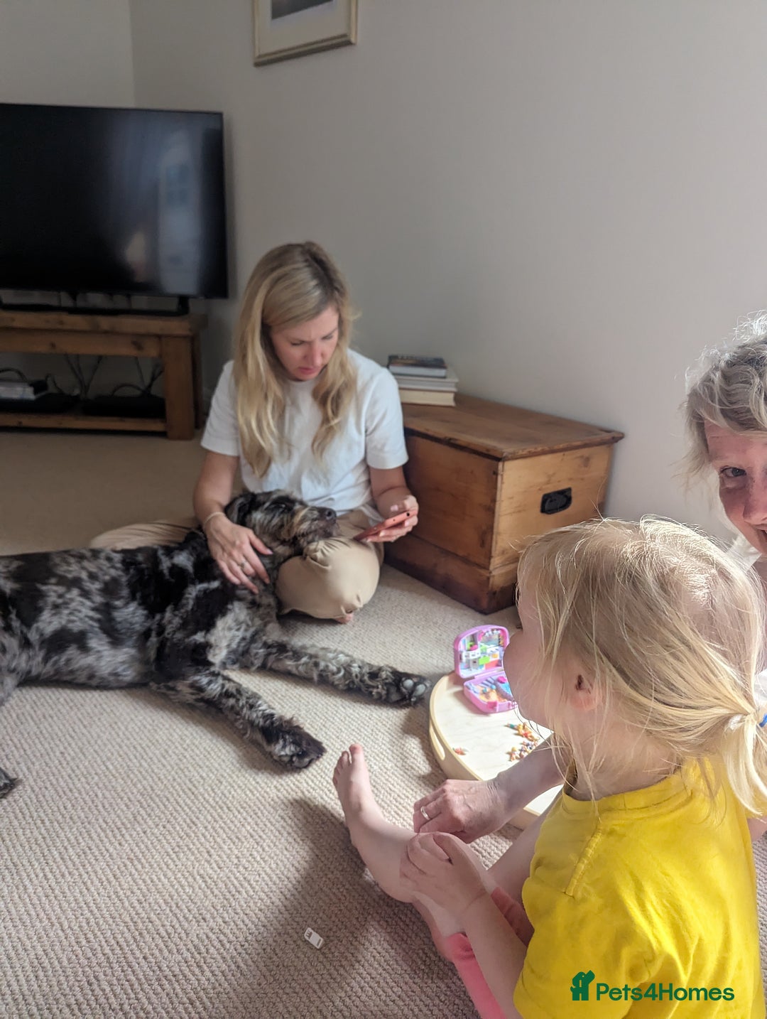 Labradoodle dogs for sale: Meet Elton – Our Beautiful Labradoodle  - Image 24