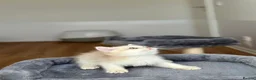 British Shorthair cats for sale: Loving Lilac Golden British Shorthair Boy - Advert 14