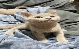 British Shorthair cats for sale: ✨Pure bred  chunky British shorthairs ✨ - Image 3