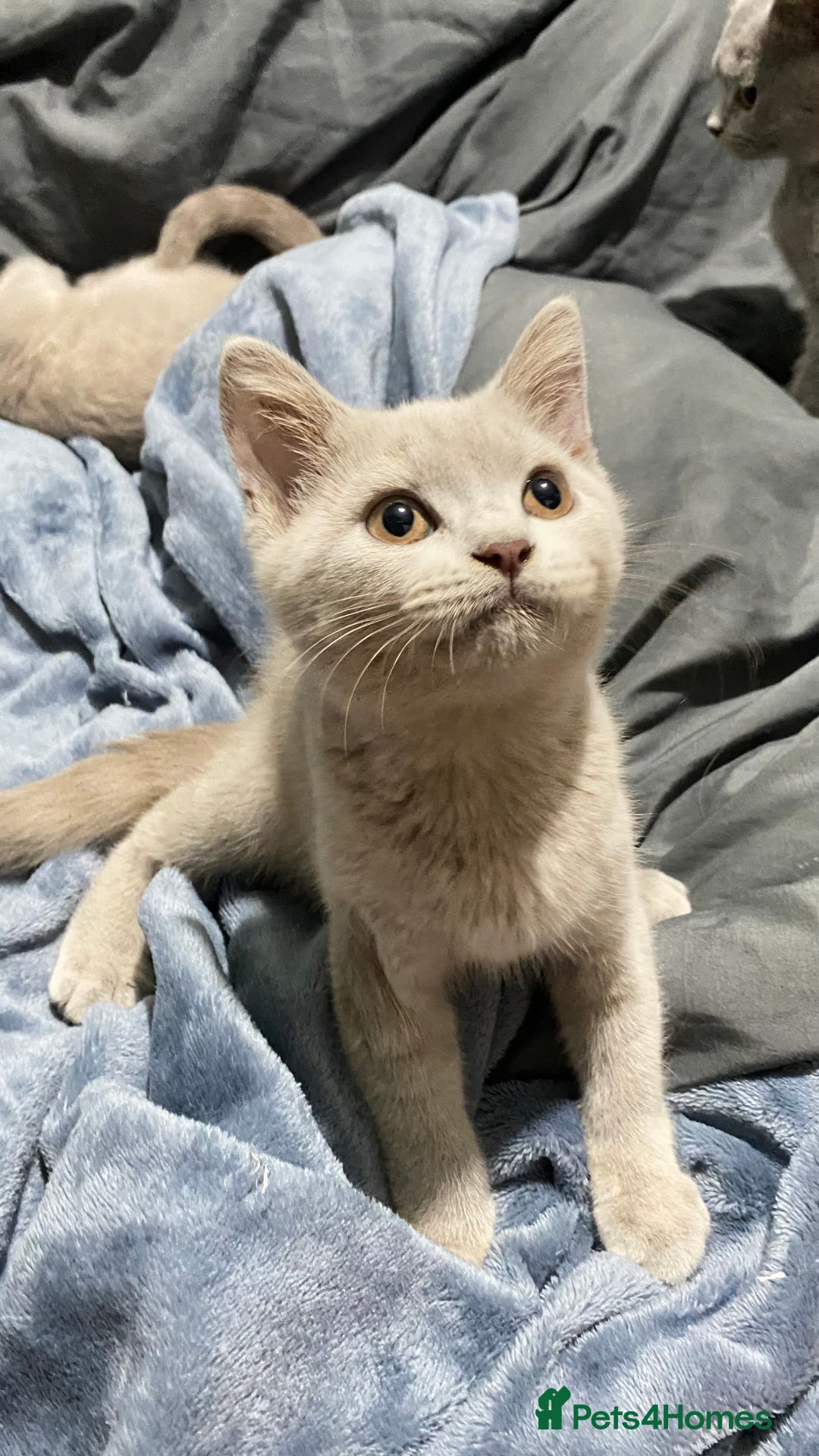 British Shorthair cats for sale: ✨Pure bred  chunky British shorthairs ✨ - Image 3
