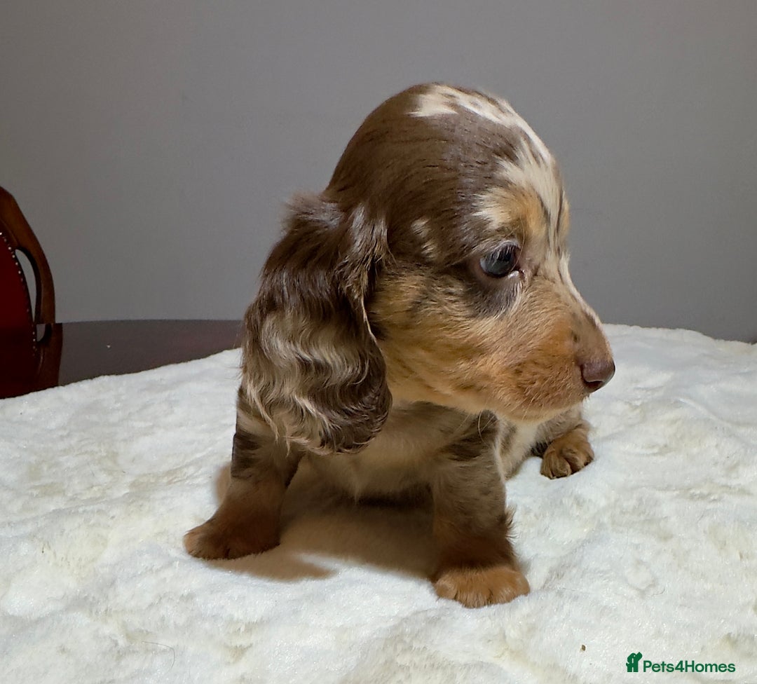 Miniature Dachshund dogs for sale: Dachshund miniature long hair - Advert 19